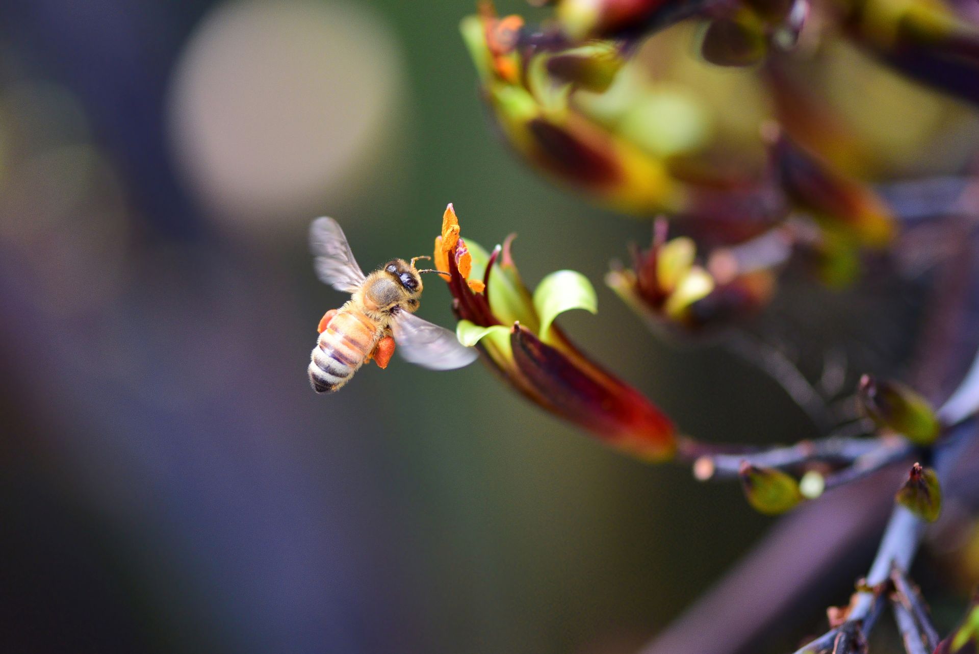 Fliegende Honigbiene mit Pollen an einer geöffneten Manuka-Blüte im Garten